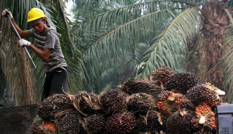 Indonesia Bisa Atur Harga CPO Dunia